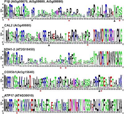 Multiple Kinases Can Phosphorylate the N-Terminal Sequences of Mitochondrial Proteins in Arabidopsis thaliana